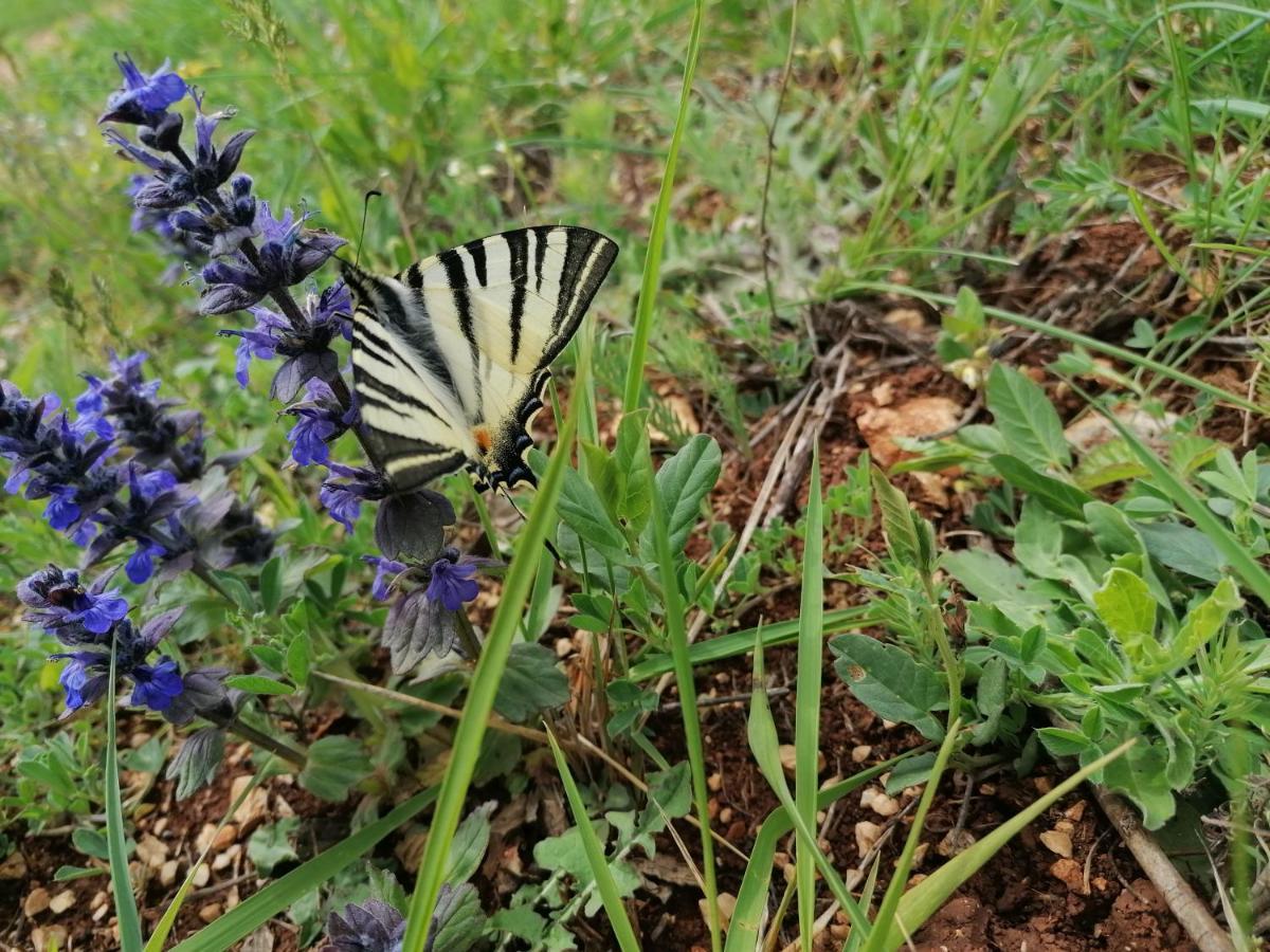 Ferienresidenz Lavandula Nova Vas  Exterior foto